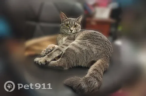 Пропала кошка, Люберцы, Шоссейная, д. 7 — серо-полосатая, с коротким хвостом - photo
