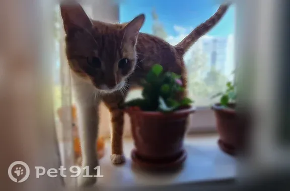 Найдена кошка, Столбище, фото: Найдена кошка, Село Столбище, Совхозная, д. 5, Столбище — рыжая, ласковая