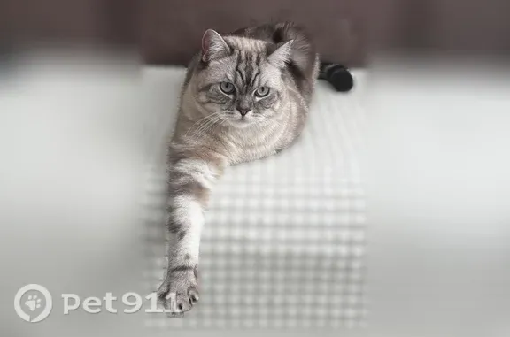 Пропала кошка, Анциферова, д. 27, Йошкар-Ола — пепельно-серая, голубоглазая - photo