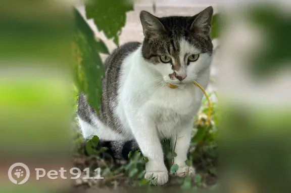Найдена кошка, Балашиха, фото: Найдена кошка, Микрорайон Заря (г Балашиха), Советская, д. 9, Балашиха — милая, с жёлтым ошейником
