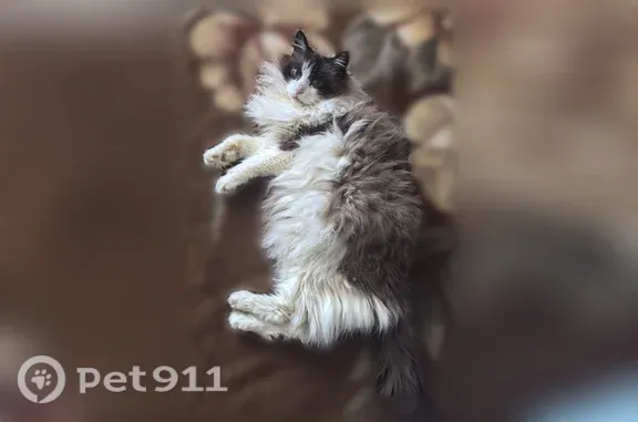 Кошка ищет дом, Тула — Персей, любит людей - photo