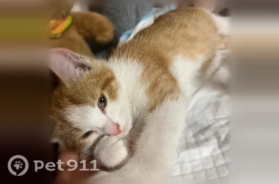 Кошка ищет дом, Тула — ласковый и игривый котик - photo