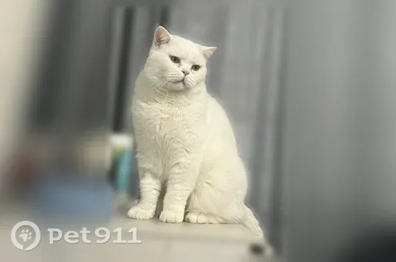 Кошки потеряшки, Солнечногорск, фото: Потеряшка кошка, Деревня Обухово (г Солнечногорск), Солнечногорск — белый, упитанный кот Кузя