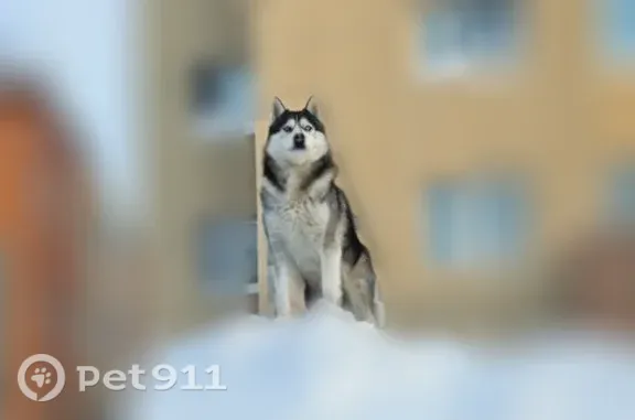 Пропала собака, Лангепас — любит играть - photo