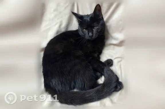 Найдена кошка, Липецк, фото: Найдена кошка, Липецк — чёрная, очень ласковая