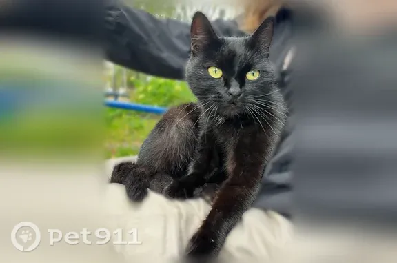 Найдена кошка, Йошкар-Ола, фото: Найдена кошка, Строителей, д. 56, Йошкар-Ола — чёрная короткошёрстная кошка