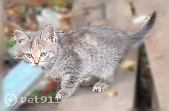 Найдена кошка, Село Грабово, Садовая, д. 8, Грабово — котёнок около 5 недель - photo
