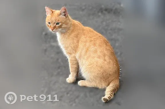 Найдена кошка, Чебоксары, фото: Найдена кошка, Чебоксары, Ярославская, д. 36 — около вилкобара на заливе