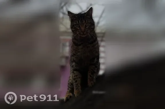 Пропала кошка, Ленина, д. 9, Южноуральск — кот с пятном на носу - photo