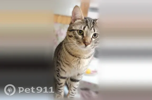 Пропала кошка, Эскадронная, д. 4, Тамбов — отзывается на кличку Филя - photo