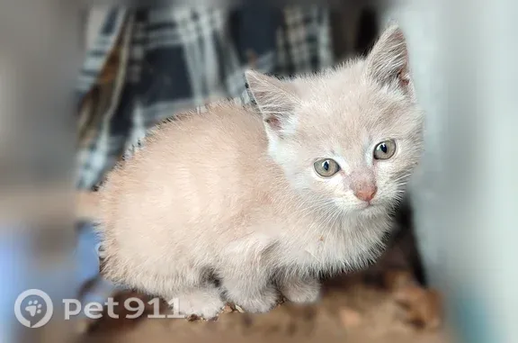 Кошка ищет дом, Село Грабово, Садовая, д. 8, Грабово — рыжий пугливый котёнок - photo
