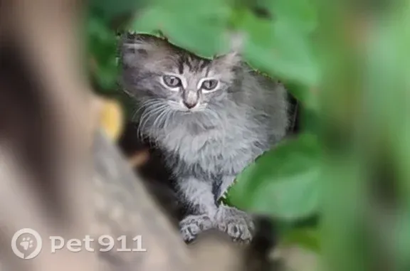 Кошка ищет дом, Село Грабово, Садовая, д. 8, Грабово — пугливый котёнок 5 недель - photo