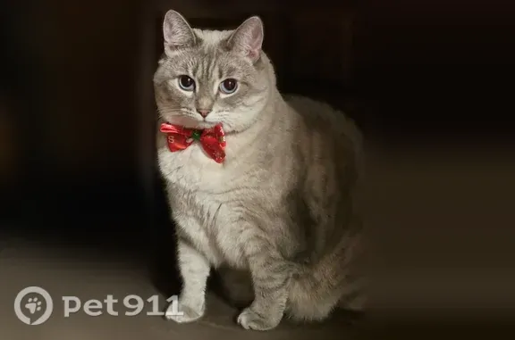 Пропала кошка, Ясногорск, 10, д. 170, Ясногорск — 5 лет, голубые глаза - photo