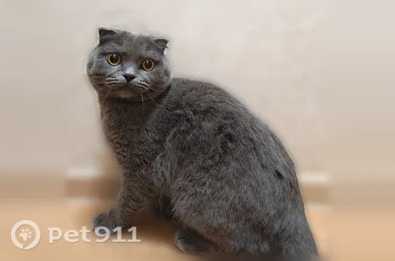 Найдена кошка, Белгород, фото: Найдена кошка, Белгород, Студенческая, Белгород — мальчик