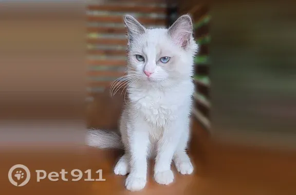 Пропала кошка, Сутырина, д. 20, Кострома — пушистая, с голубыми глазами - photo