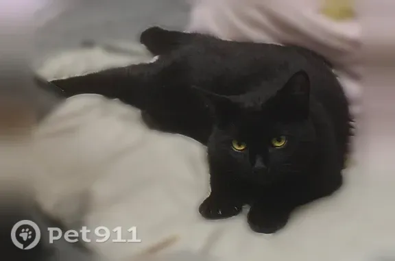 Пропала кошка, Можга, Октябрьская, Можга — чёрная, короткошёрстная, среднего размера - photo