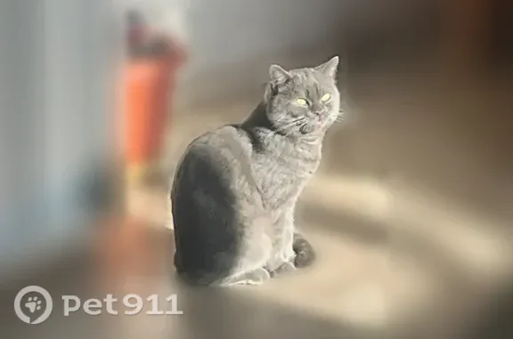 Пропала кошка, Бабича, Сибай — серая, с длинным хвостом - photo