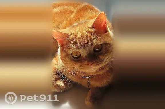 Пропала кошка-девочка, Район Люблино, Маршала Кожедуба, д. 16 1, Москва — откликается на кличку - photo