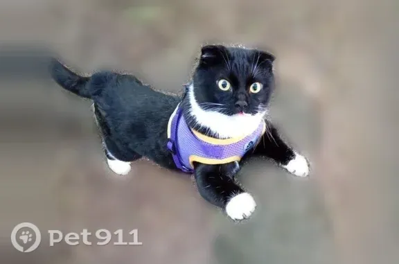 Пропала кошка, ул. Демьяна Бедного, 7, Москва — шотландский вислоухий кот Феликс - photo