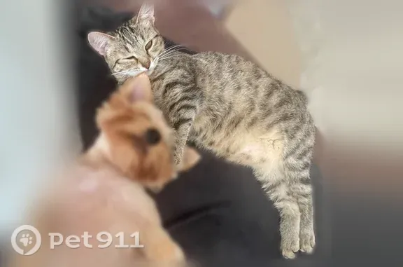 Пропала кошка, Район Засвияжский, Горького, д. 2/7, Ульяновск — среднего размера, стерилизована - photo
