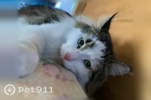 Пропала кошка, 22 Партсъезда, д. 21, Копейск — мейн-кун, 2 года - photo