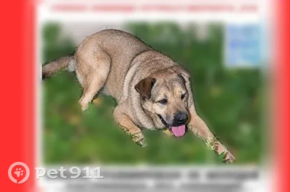 Найдена собака, Жуковский, фото: Найдена собака, Лацкова, д. 5, Жуковский — мальчик, травмирован