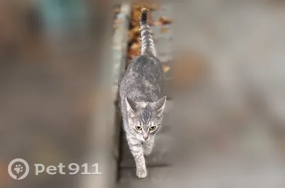 Найдена кошка, Москва, фото: Найдена кошка, район Чертаново Северное, Сумской, д. 3 2 стр 2, Москва — очень ласковая