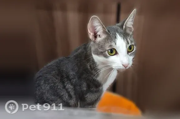 Пропала кошка, Михаила Борисова, д. 15А, Новороссийск — пугливая, с серым сердечком на животе - photo