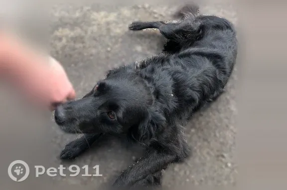 Найдена собака, Воронеж, фото: Найдена собака, Кулибина, Воронеж — кобель с тёмным окрасом