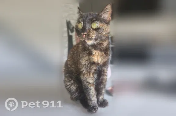 Пропала кошка, Ивана Финютина, д. 65, Самара — 13 лет, домашняя - photo