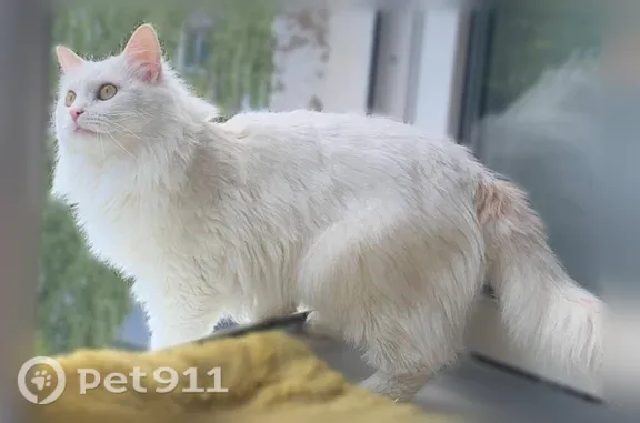 Пропала кошка, Ижевск, Коммунаров, д. 218 — белый кот с шалопайской мордой - photo