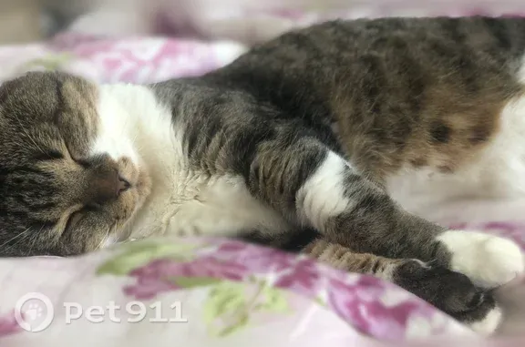 Пропала кошка, Богдана Хмельницкого, д. 20, Ульяновск — ласковая, с белым пятнышком - photo