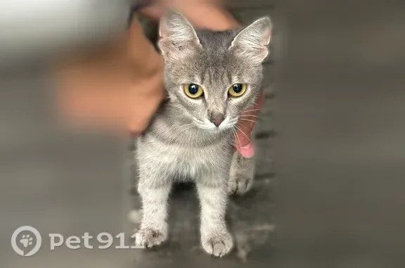 Пропала кошка, Долгопрудный, Молодежная, д. 2, Долгопрудный — серая, худая - photo