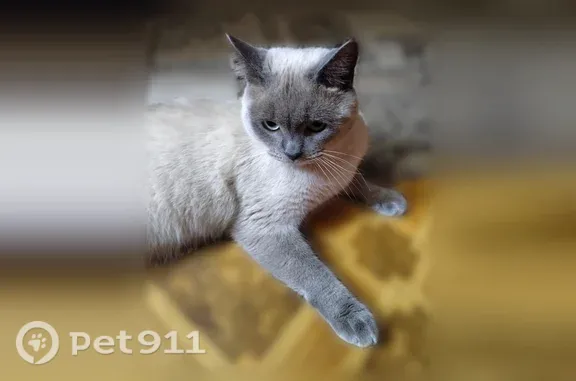 Пропала кошка, Район Автозаводский (г Нижний Новгород), Мончегорская, д. 3 1, Нижний Новгород — ласковый котик - photo
