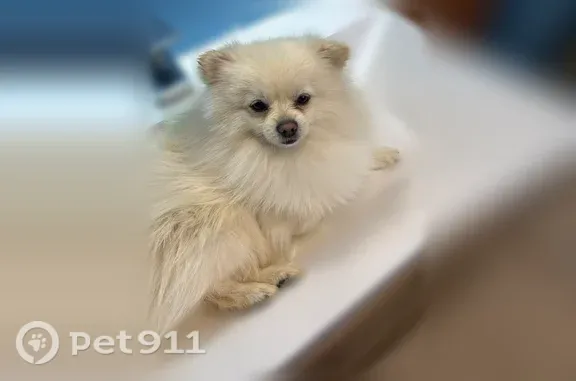 Собаки потеряшки, Одинцово, фото: Потеряшка собака, Деревня Захарово (г Одинцово), д. 88А, Одинцово — белый шпиц, кобель
