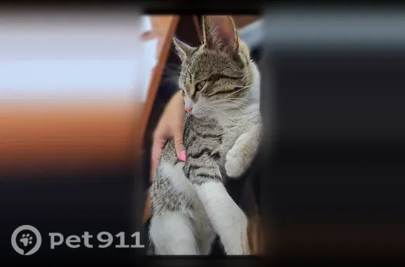 Пропала кошка, Чебоксары, Гаражный, Чебоксары — годовалый питомец - photo