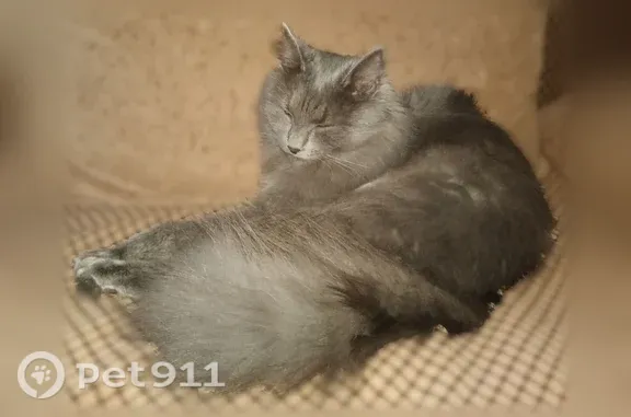 Пропала кошка, Тула, Халтурина, д. 8, Тула — кот - photo