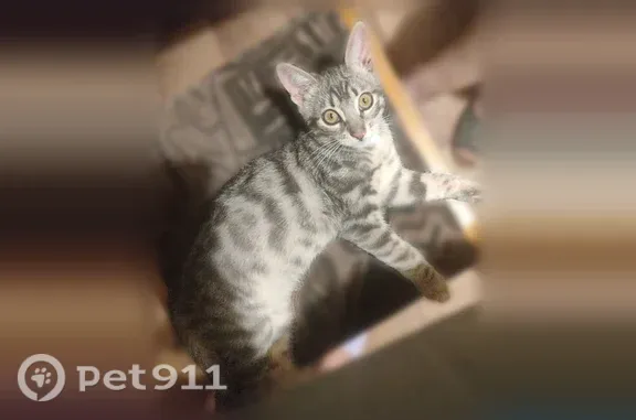 Пропала кошка, Максима Горького, Таганрог — серый полосатый котик - photo