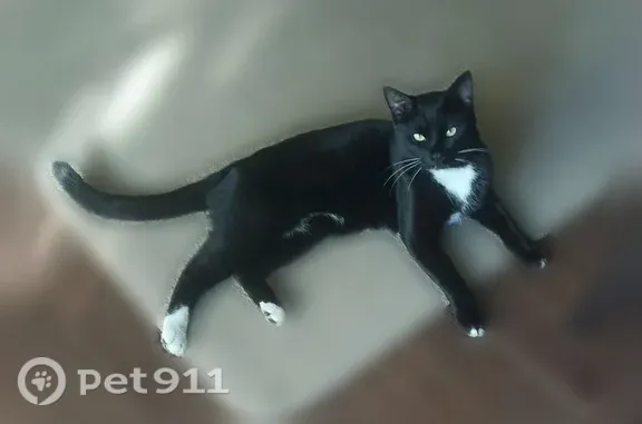 Пропала кошка, Космонавтов, д. 6Б, Королёв — чёрный кот с белыми носочками - photo
