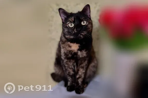 Пропала кошка, Ессентукская, д. 13, Михайловск — пугливая трехцветная кошечка - photo