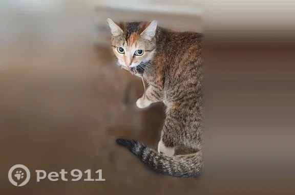 Пропала кошка, Мира, д. 52А, Набережные Челны — 5 лет жила на работе - photo
