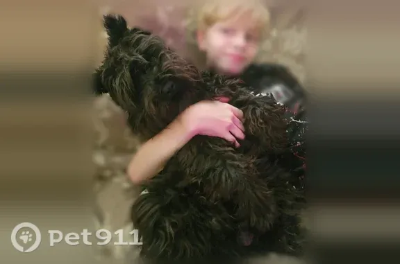Пропала собака, Нансена, д. 26, Воронеж — молодой лохматый цвергшнауцер - photo