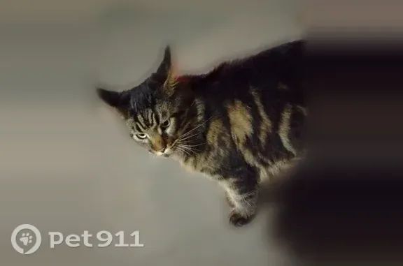 Пропала кошка, Союза Печатников, д. 26, Санкт-Петербург — мейн-кун по имени Джек - photo
