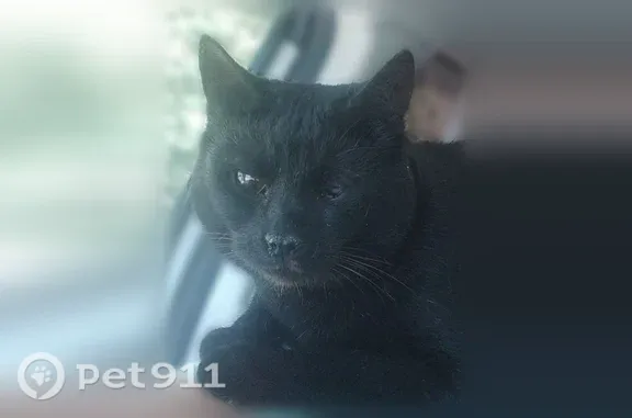 Пропала кошка, Почтовая, д. 23, Чехов — чёрная, кастрированная, плохо видит - photo