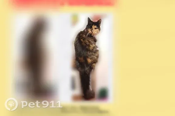 Пропала кошка, Максима Горького, д. 21А, Петрозаводск — трёхцветная, с ошейником - photo