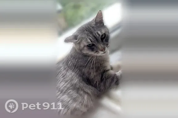 Пропала кошка, Республиканская, д. 74а, Воронеж — взрослая и пугливая - photo