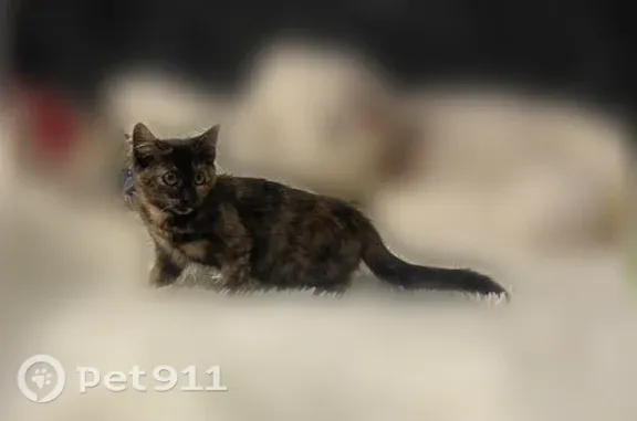 Пропала кошка, Район Красносельский (г Санкт-Петербург), Петергофское, д. 78 7, Санкт-Петербург — около 5 месяцев, черепаховый окрас - photo