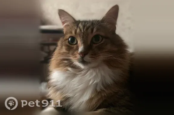 Пропала кошка, Новочеркасский, д. 4, Москва — белые грудка и лапки - photo