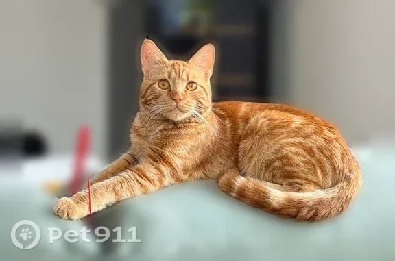 Пропала кошка, Массалитинова, д. 24, Воронеж — рыжий кот, откликается на Рыську - photo