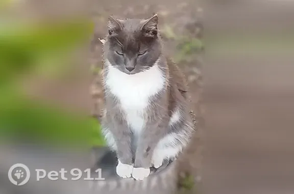 Пропала кошка, Восточная, д. 54, Ковров — белые манишка и лапки - photo